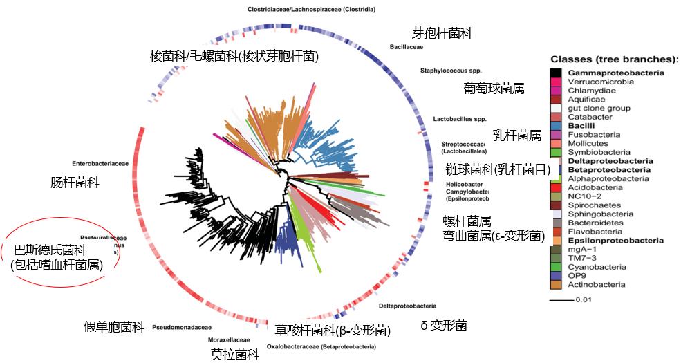 周敏教授：慢阻肺病、支扩及慢阻肺支扩重叠综合征气道微生物研究