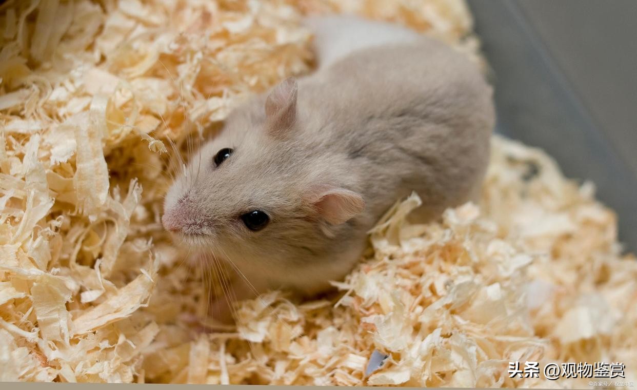 养仓鼠了之后需要给他吃什么东西,养小仓鼠吃东西视频