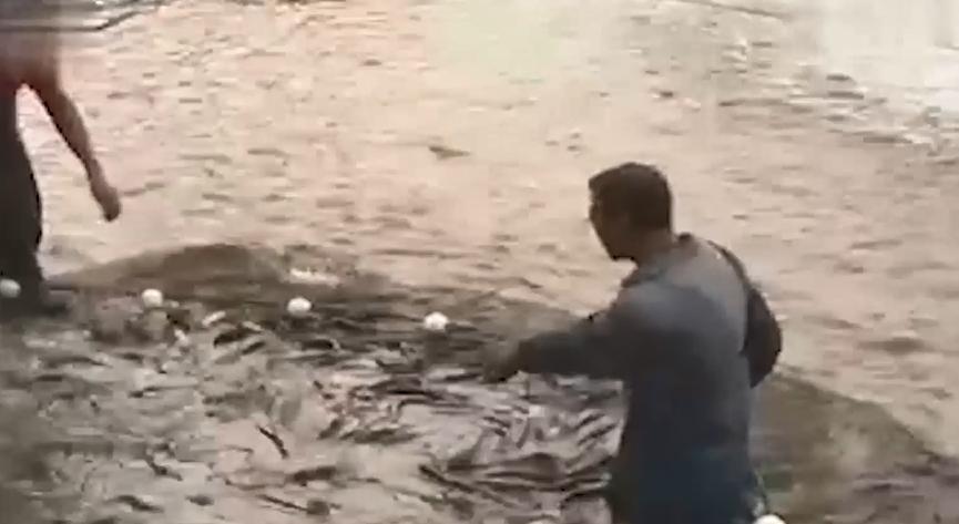 男子花20万买受伤鲶鱼,男子花20万买了一条受伤的鱼