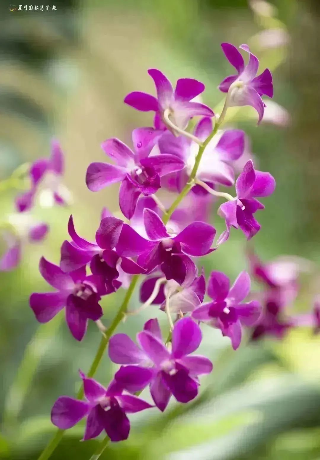 厦门夏天出去可以这么玩,厦门春季休闲生活之旅