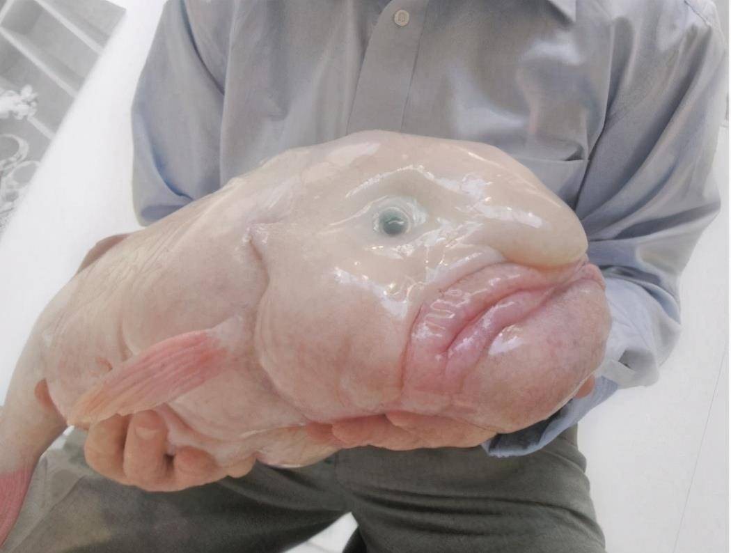 大海里的十种怪鱼,海洋里最可怕的三大怪鱼