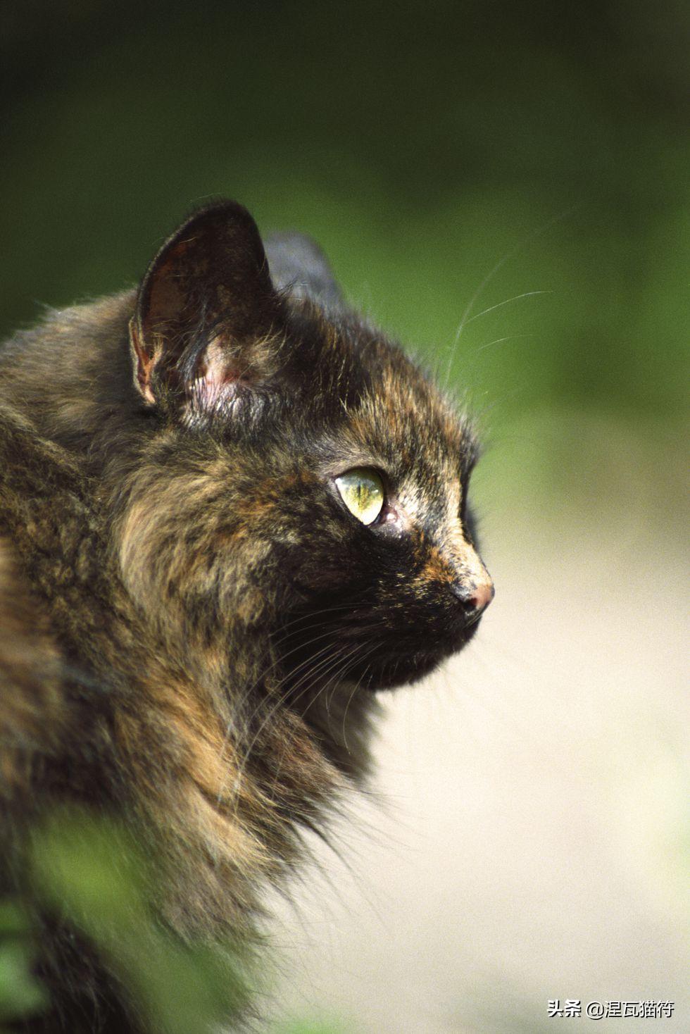 中国猫咪品种玳瑁猫,田园玳瑁猫的嘴