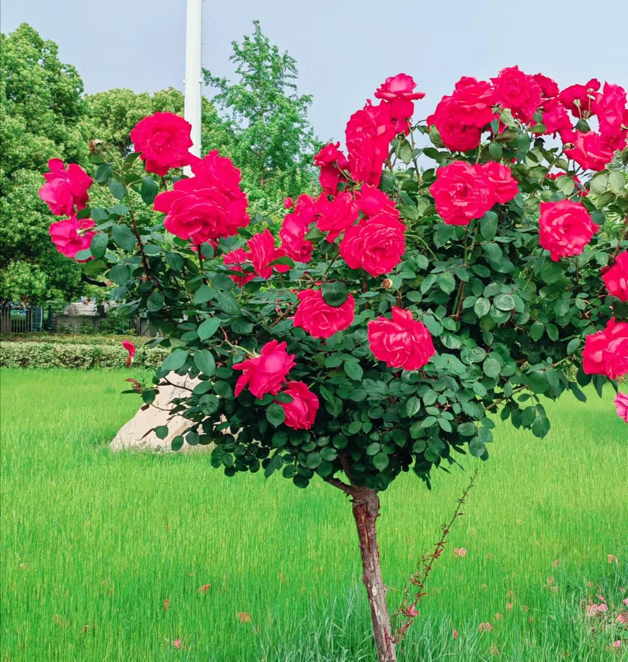 高杆月季素材,高杆月季五公分