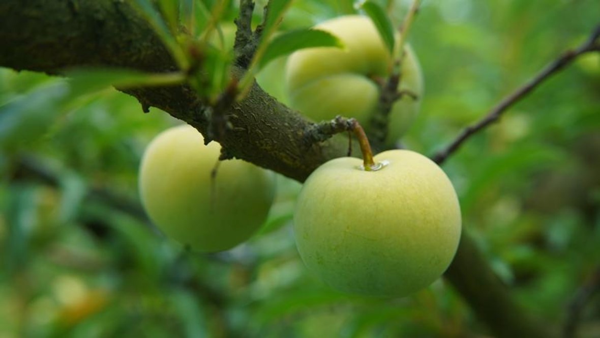 快来捡趴活！这场重庆农特产品专场直播6月28日火热开播！