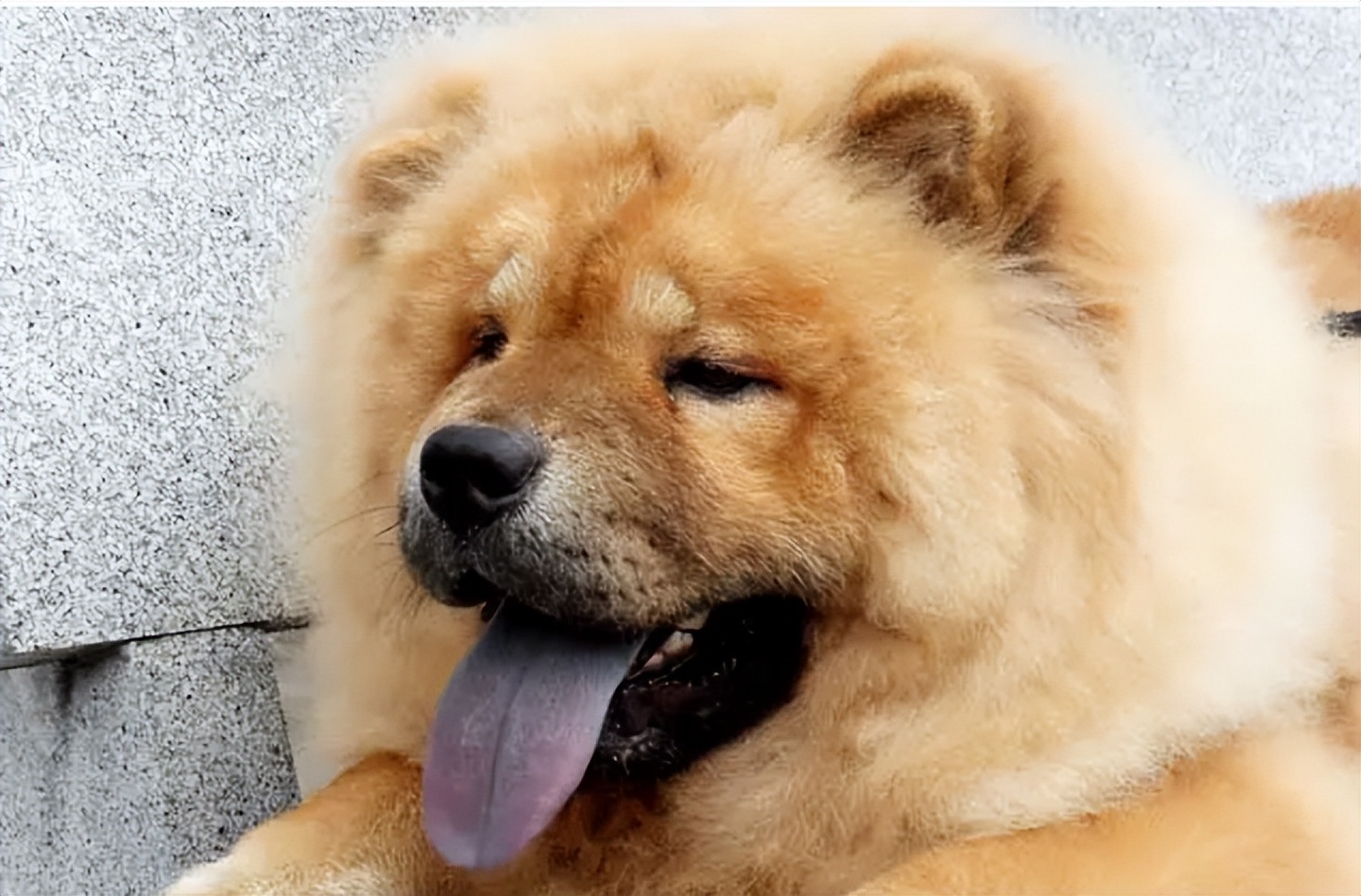 松狮祛泪痕推荐狗粮,松狮泪痕严重会瞎眼吗