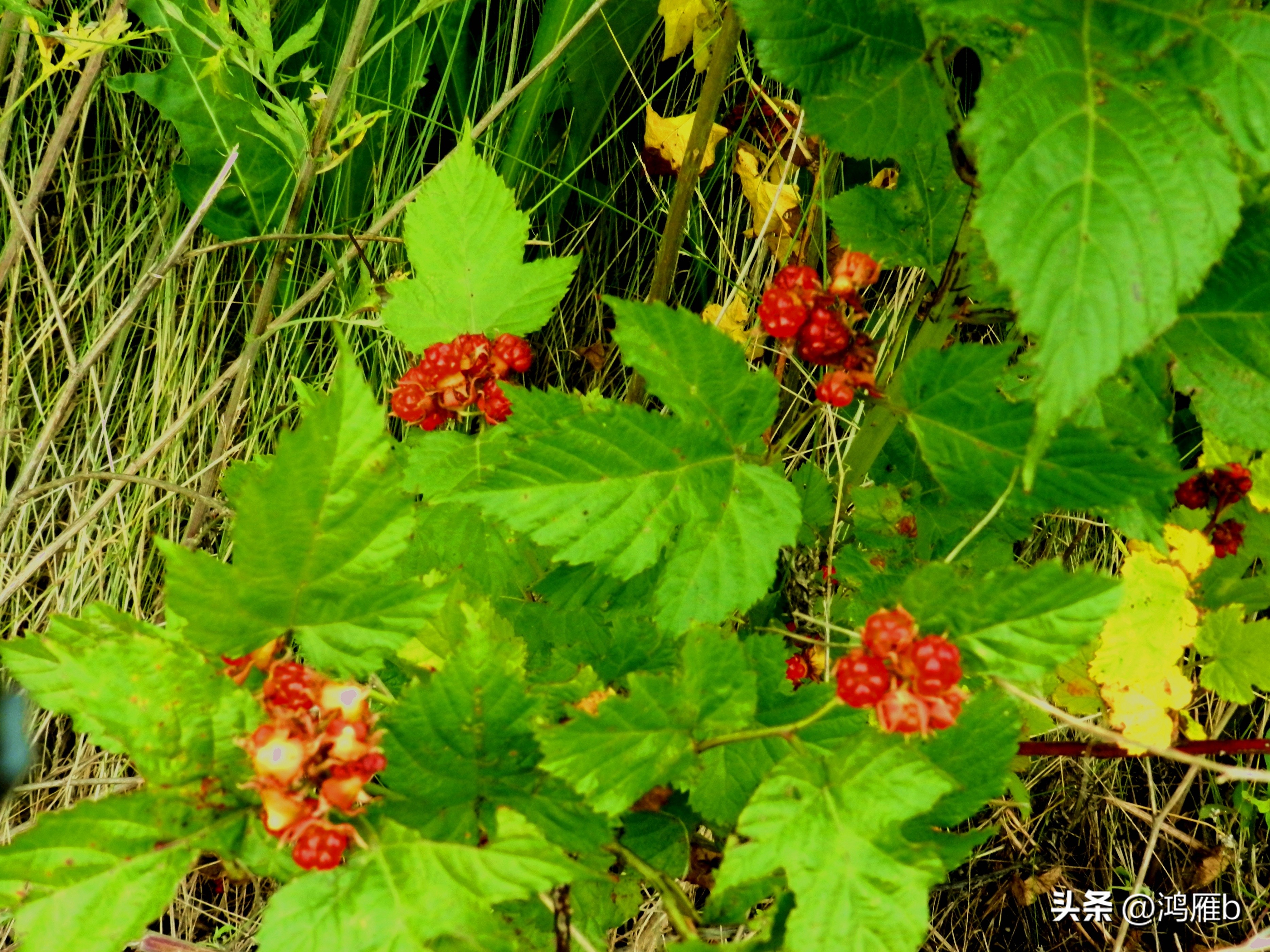 又到了吃薄荷的季节,又到了吃藕梢子的季节