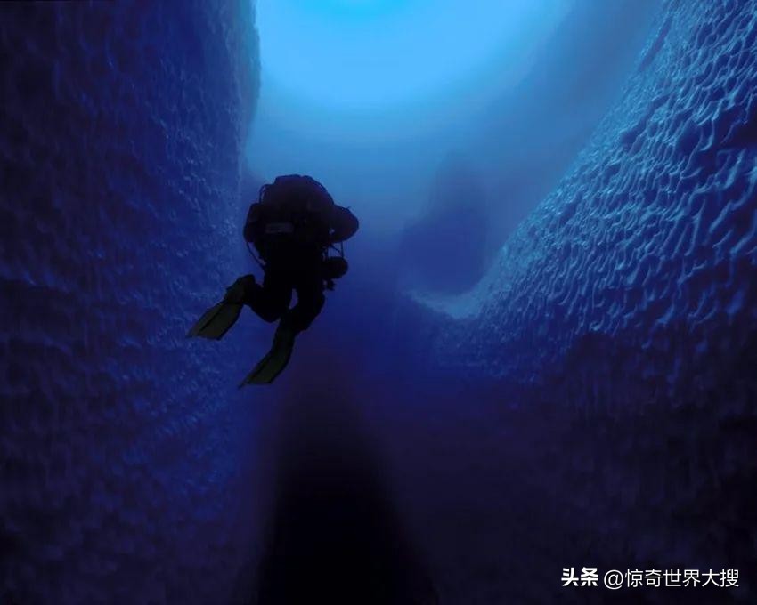 深海恐惧症最怕的100张图,深海恐惧症超长照片