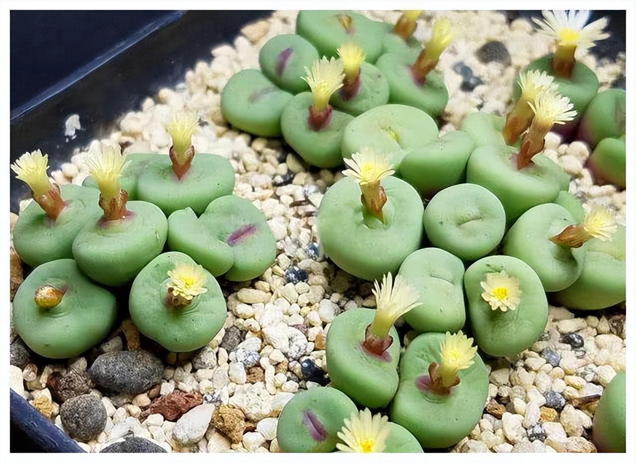 8种多肉太上头，外形独特又可爱，让人直呼太有趣了