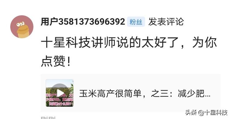 玉米混播高产吗,玉米混播有哪些品种