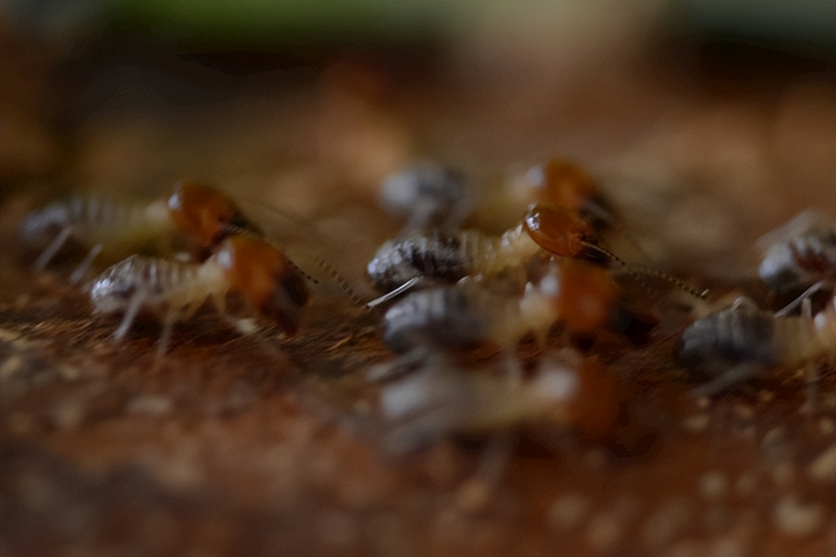 家中如何防治白蚁的方法,天宁区家里白蚁防治要多少钱