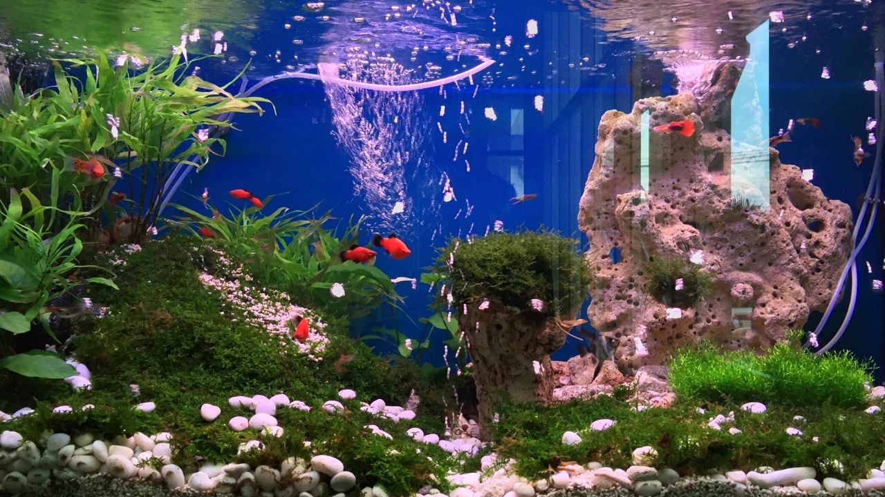 快速培养建立硝化细菌系统，什么是氮循环？如何启动鱼缸氮循环？