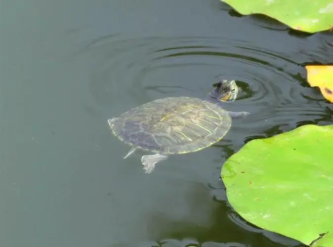 看看大才子李白如何骂人不带脏字
