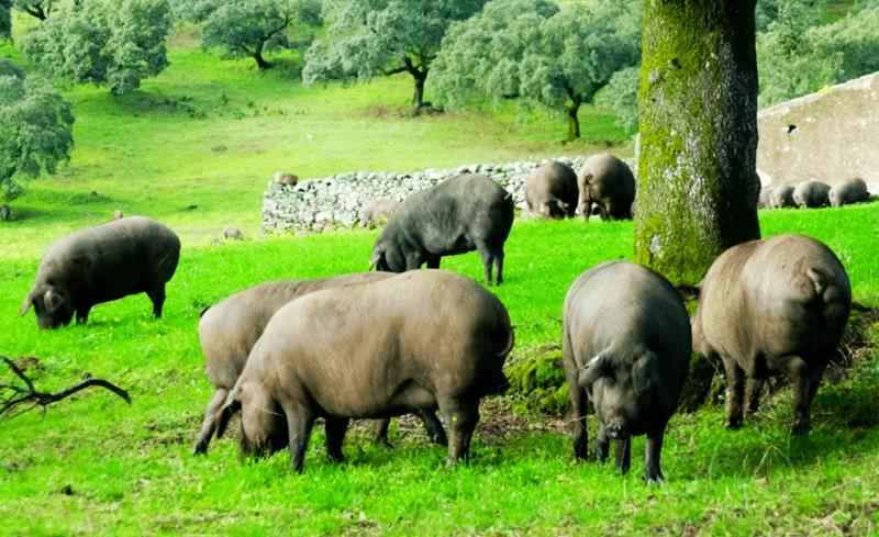 伊比利亚火腿为什么卖那么贵,伊比利亚火腿凭什么是世界最贵