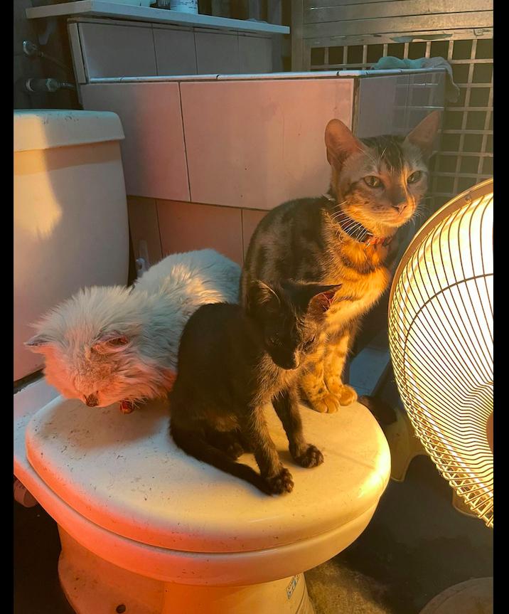 家猫被车撞死人跑了可以报警吗,猫被撞救回来还是死了