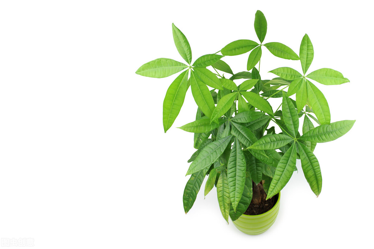 好养的植物小型图片和养殖方法,最好养的10种种植物