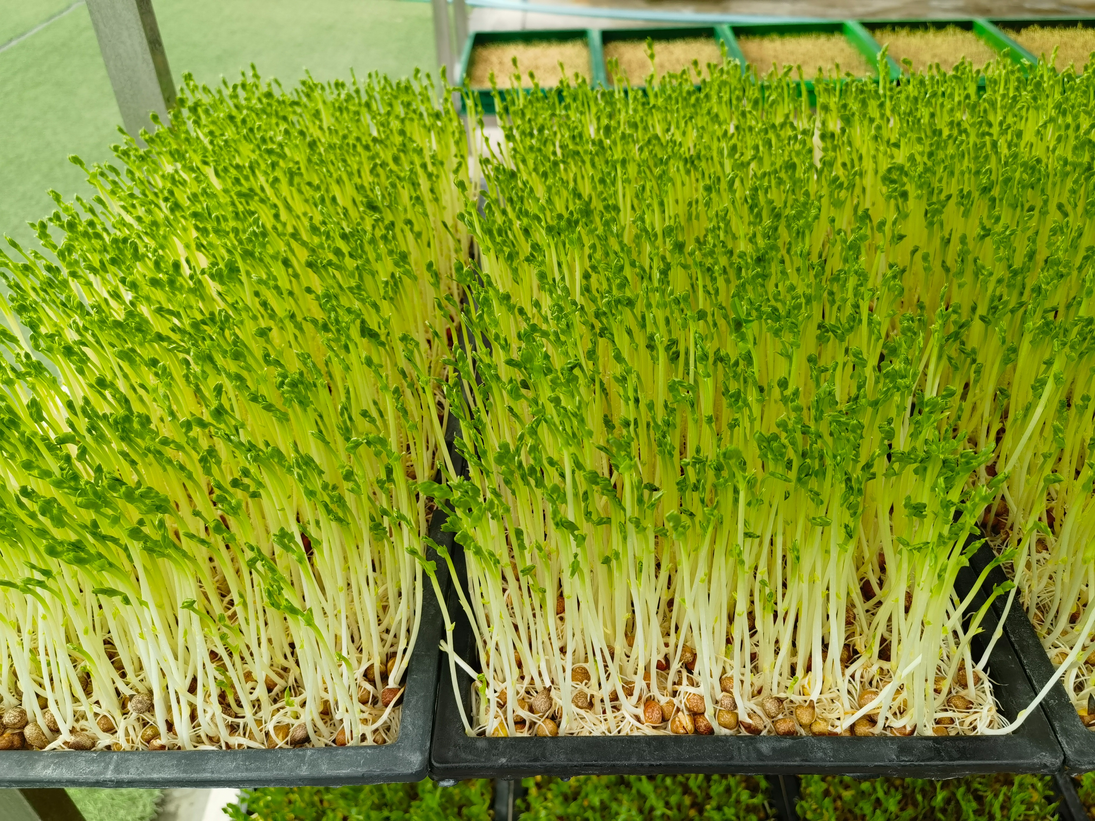 种植芽苗菜加盟,芽苗菜种植前景及利润