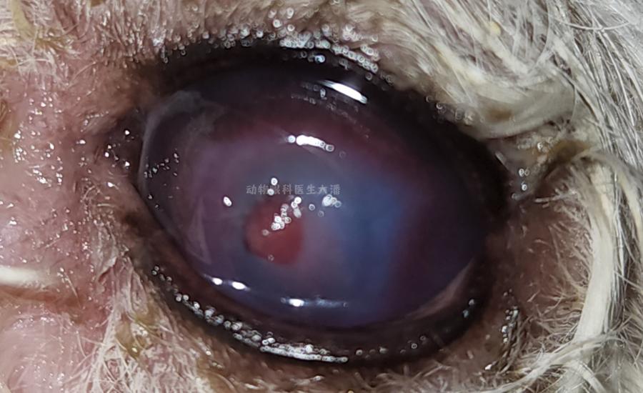 狗狗两眼发蓝怎么处理,狗狗眼睛发炎视频