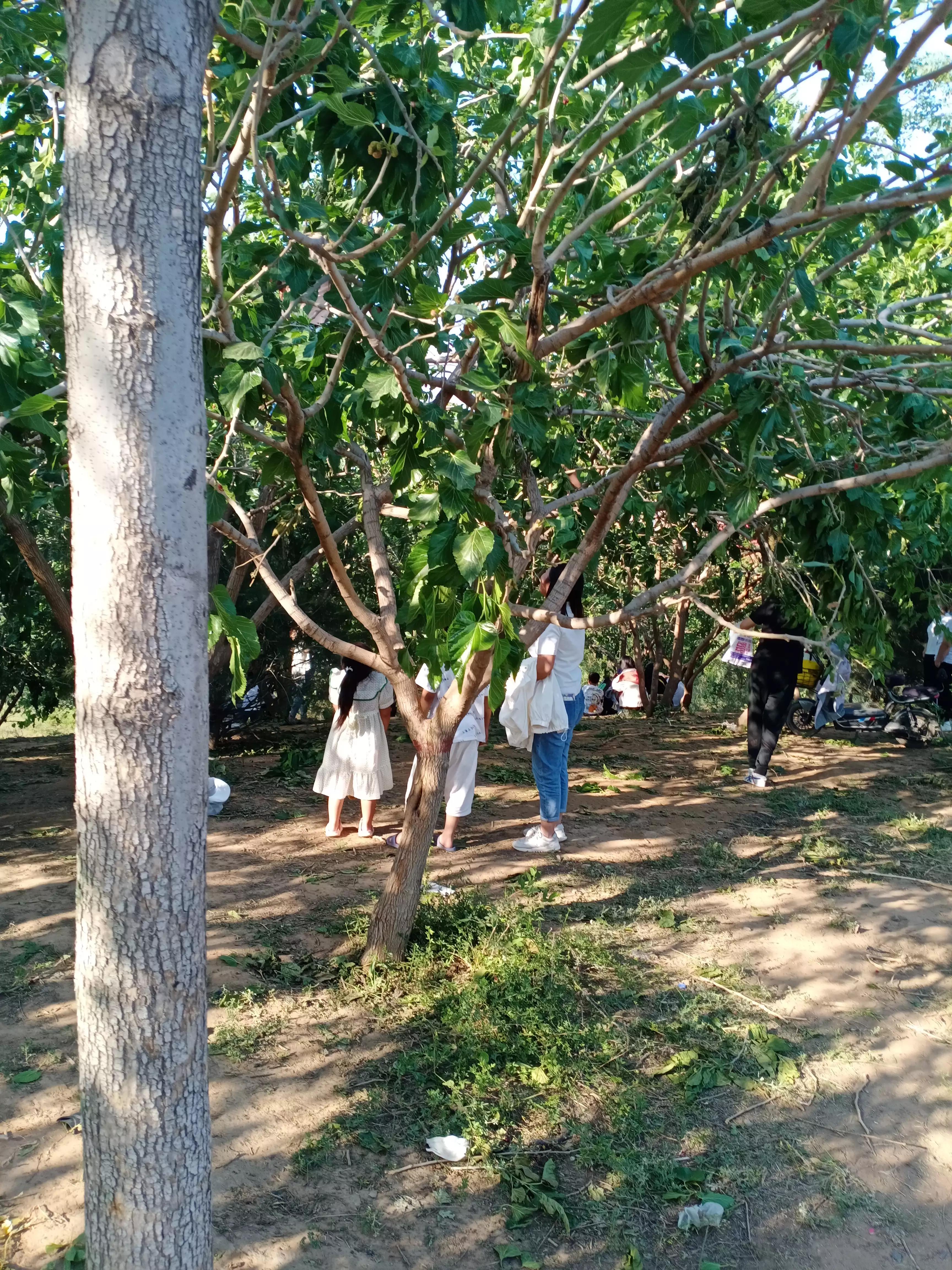 邯郸市游玩的地方有哪些,邯郸春节免费游玩好去处