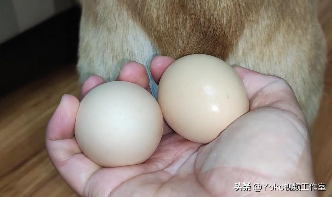 做视频显卡重要还是cpu重要,电脑是显卡重要还是cpu重要