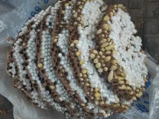 150元一斤，被叫做“天上人参”，被蛰很危险，却很好吃