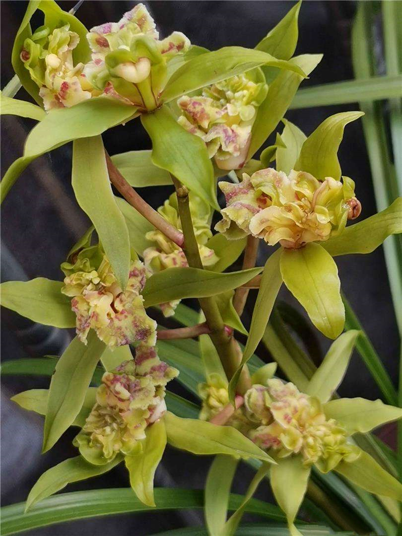 蕙兰最值钱的品种,蕙兰10大精品