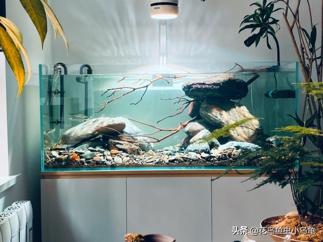 斑点龟饲养环境布置,透明周转箱养龟环境布置