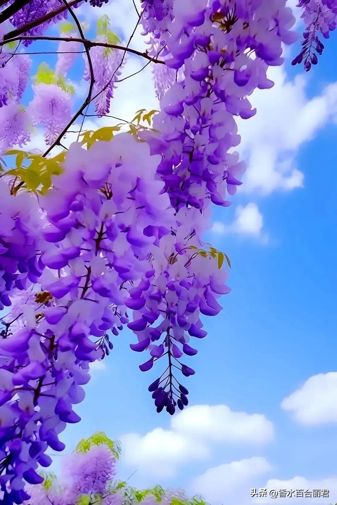 淡紫色的花是什么树,淡紫色的槐花