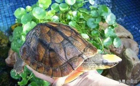 金钱龟习性是群居还是单居,人工养殖金钱龟是保护动物吗