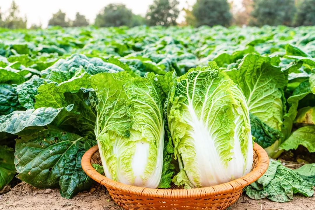 有颜值有内涵人居环境,有颜有格调有料有品质