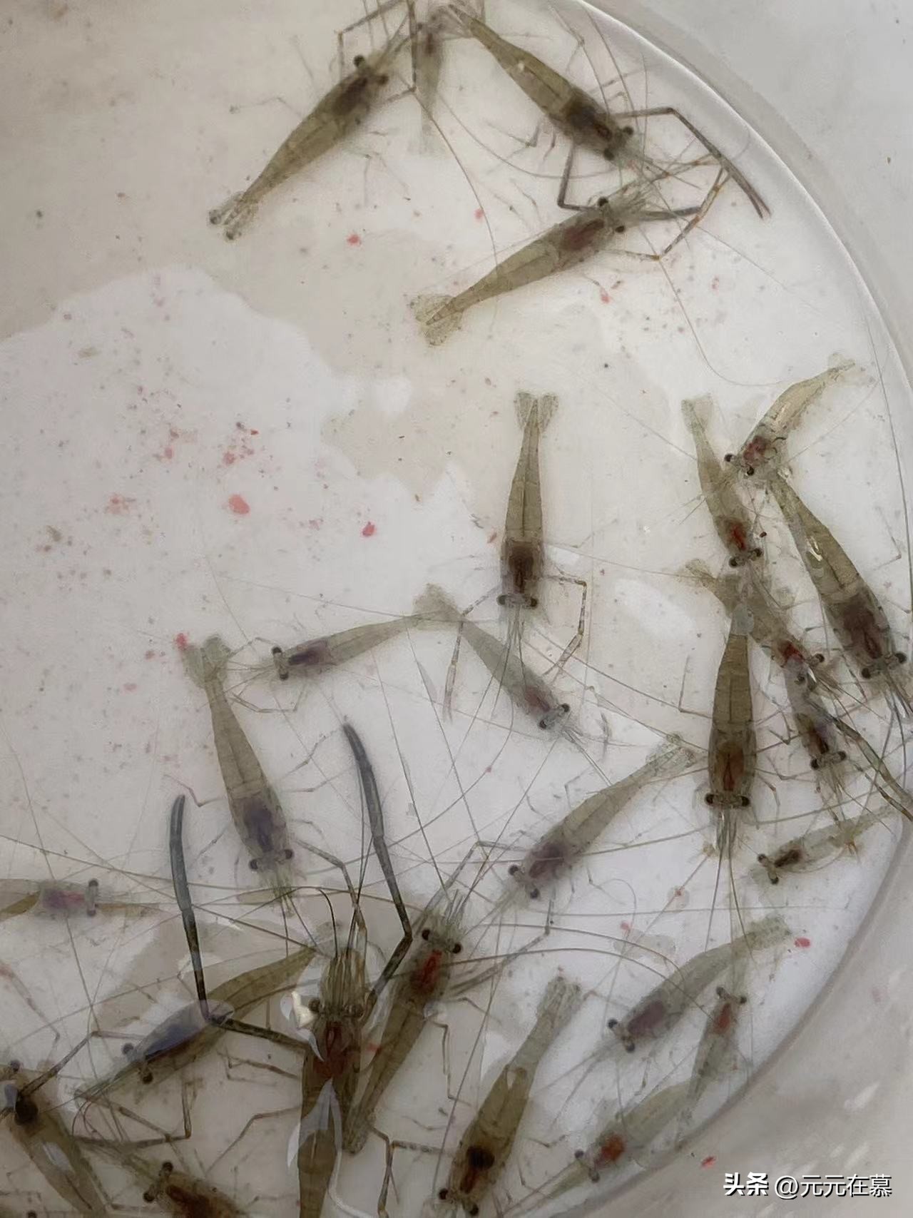 回农村是快乐的吗,回老家度假的快乐