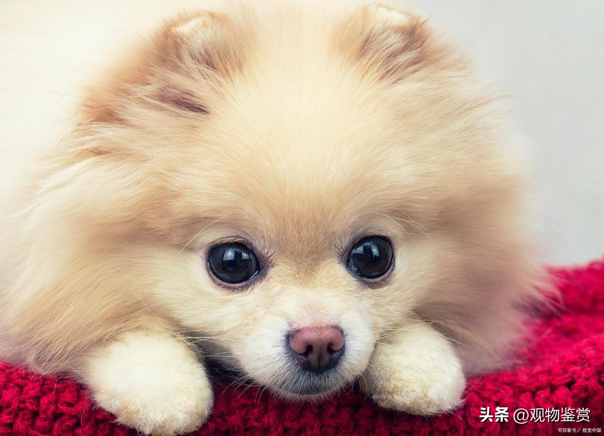 迷你小狗狗品种好养,宠物小狗养哪个品种比较好