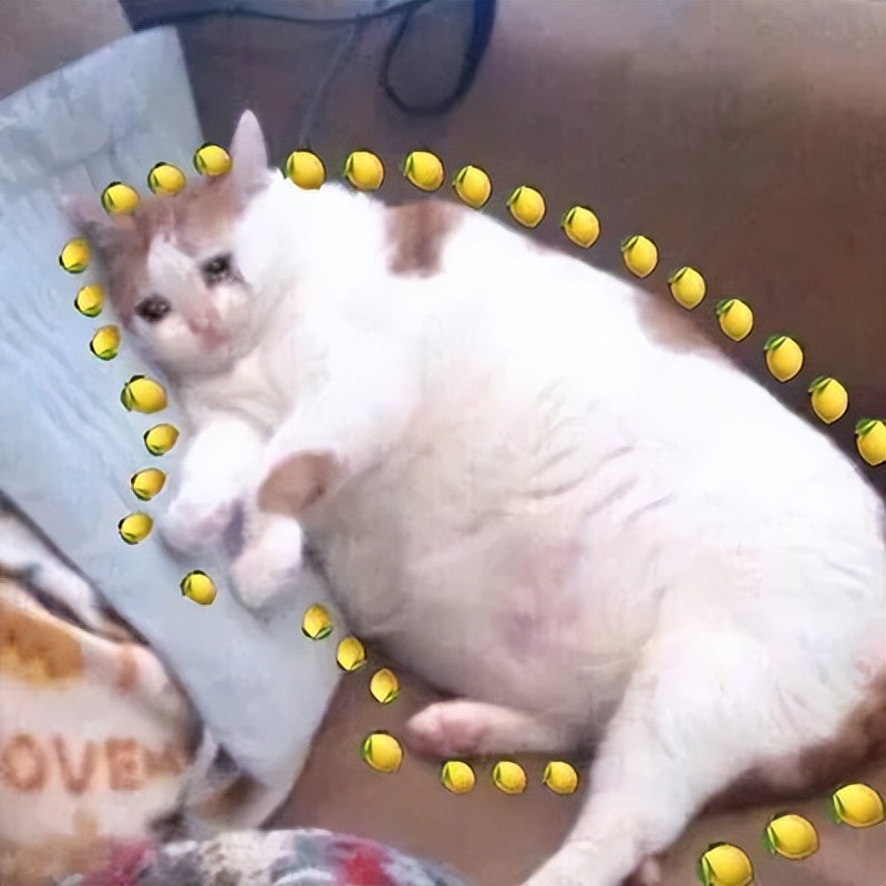 深圳职业技术学院凤凰山校区宿舍,深圳职业技术学院西丽湖校区宿舍