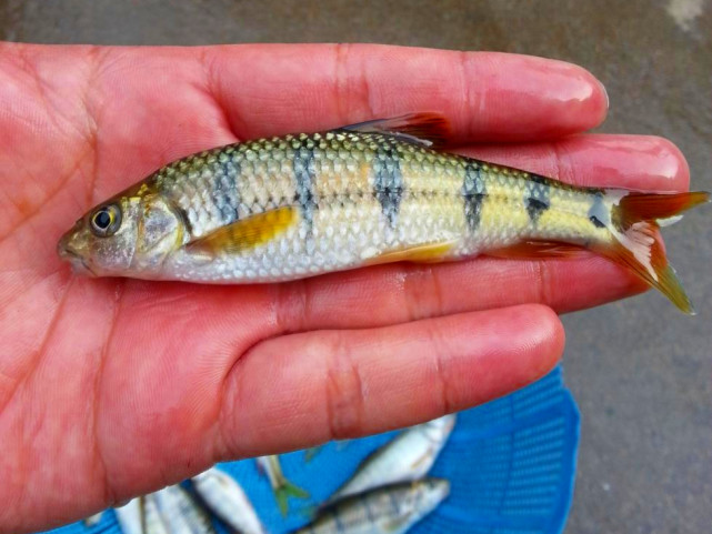 即将消失的四种河鲜,即将消失的5种农村河鲜