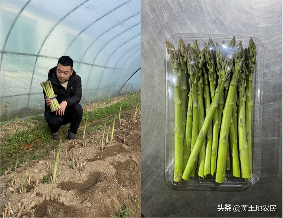 今年芦笋产量下降了吗,芦笋产量低的原因及解决措施