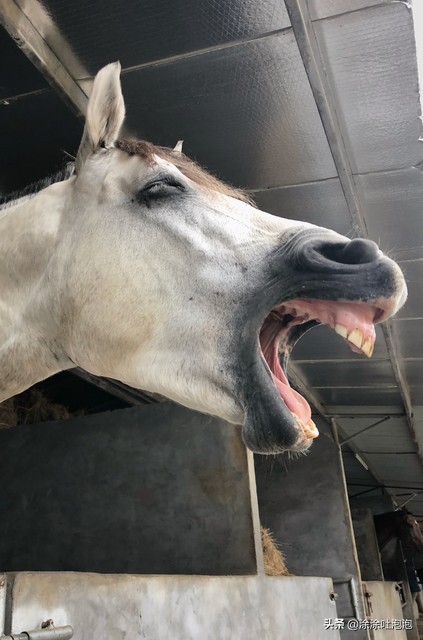各种奇葩幽默的神回复,爆笑神回复幽默句子