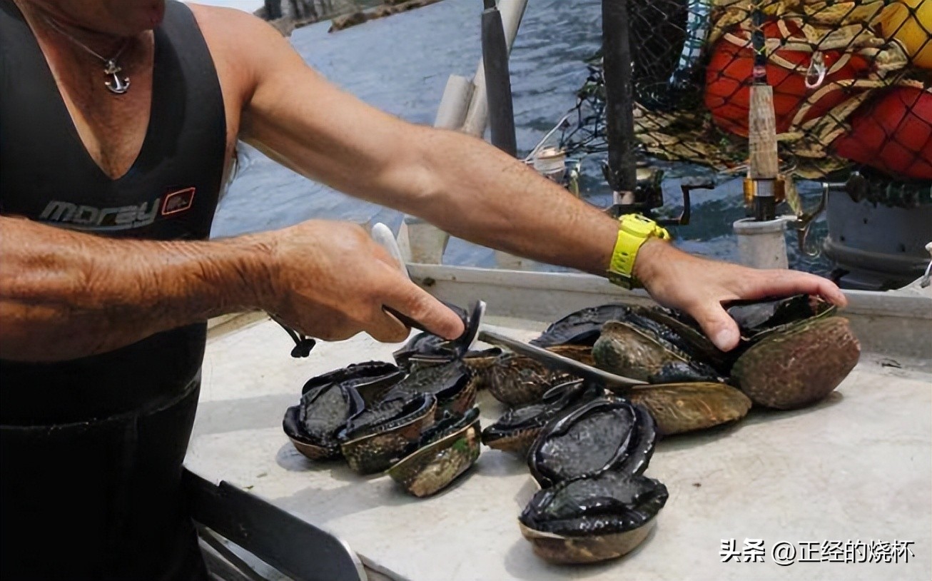 鲍鱼分布在哪里,鲍鱼由哪些部分组成的