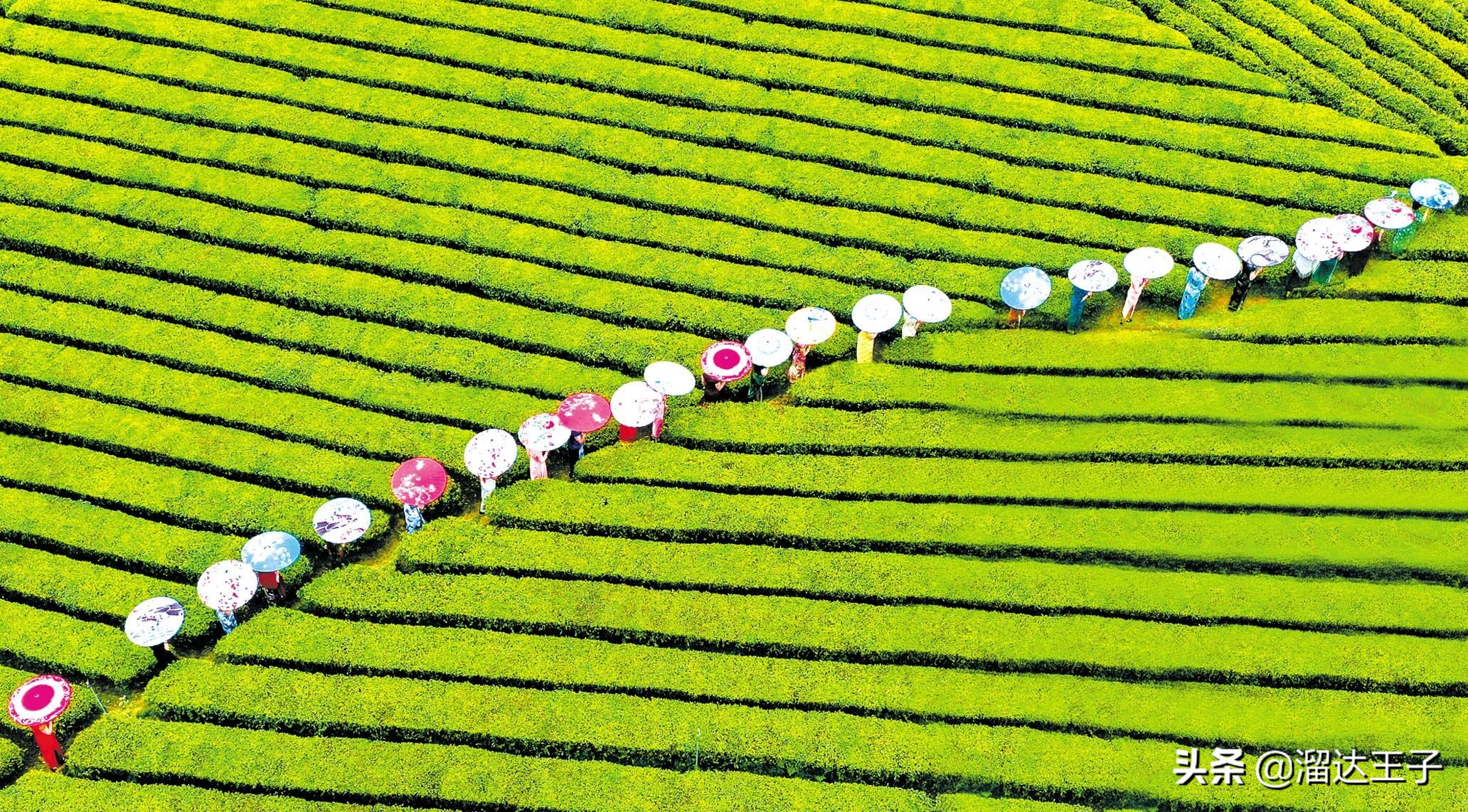 湖北省茶叶产业发展,湖北省茶叶年产量