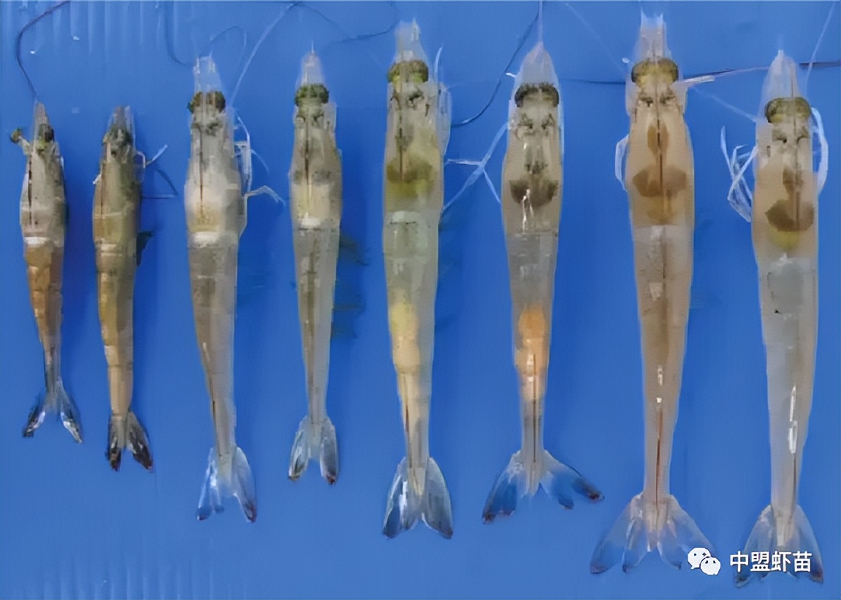 这种虾病，对虾产业产生深远影响！养殖大神揭露该病的今生前世！