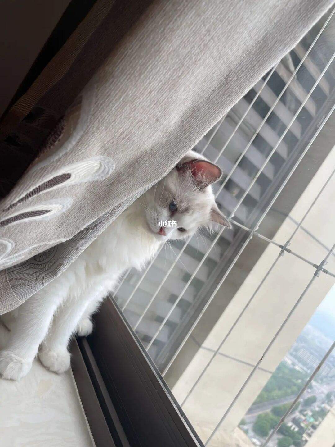 猫咪自己在家太孤单了怎么办啊 (猫咪有这些行为说明被照顾得很好)