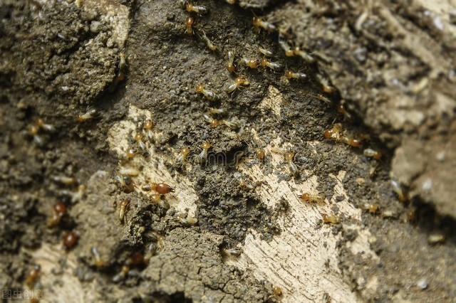 白蚁防治工考取流程,白蚁防治证书取得条件