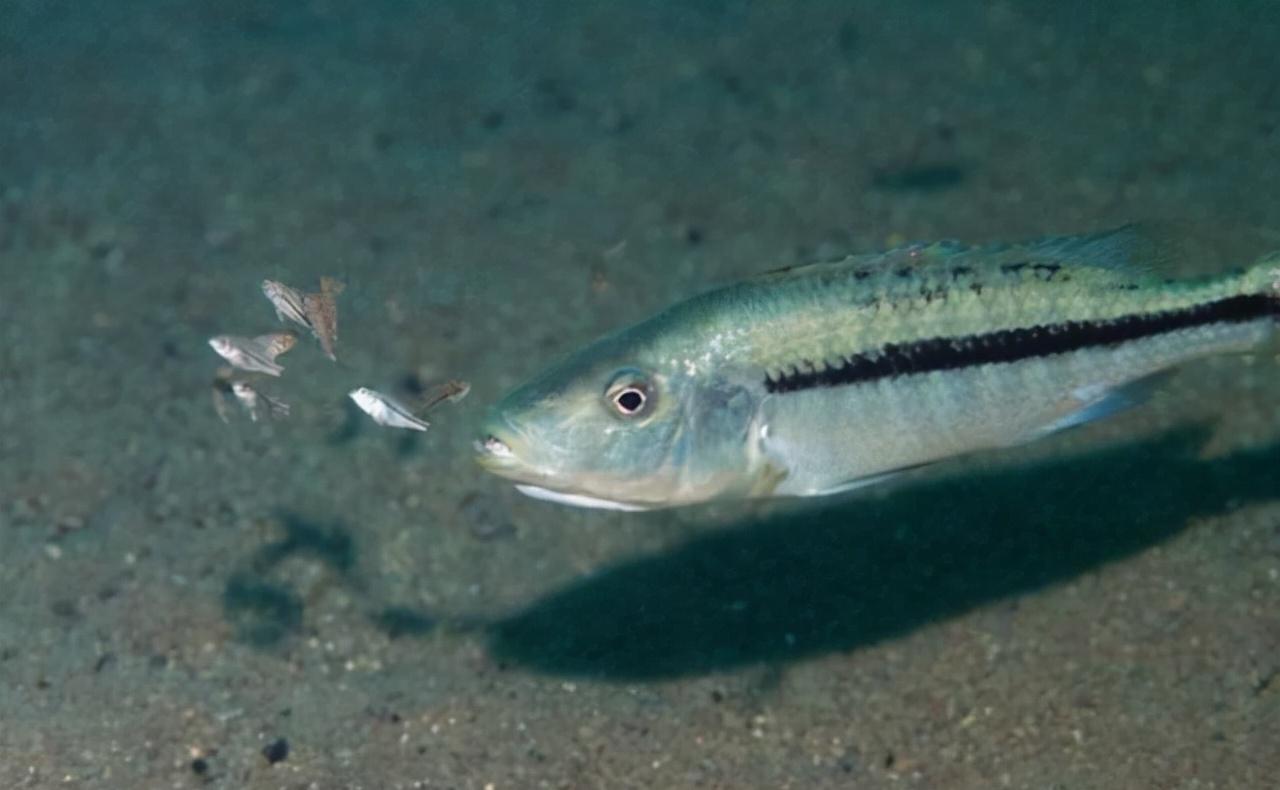 为什么人类排泄和生殖分开,人类的生殖器官和排泄器官