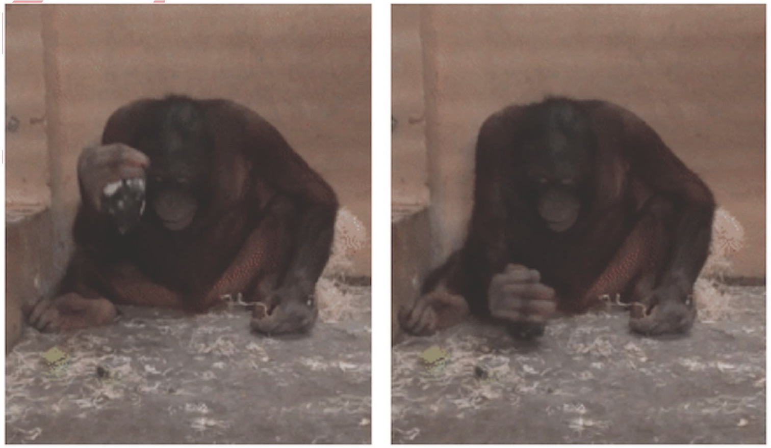 猩猩新石器时代,现在猩猩能进化成人类吗