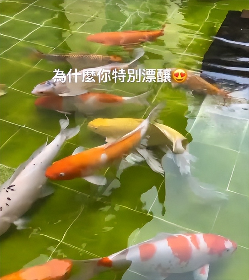 赌王何超莲身价多少亿,赌王何超莲分到家产了吗