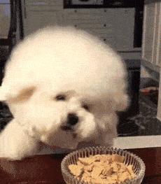 比熊犬要注意的事项,比熊犬撒娇的声音