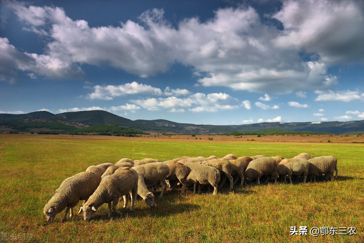 年轻小伙扎根农村养羊年收入480万,山区村民靠养羊致富