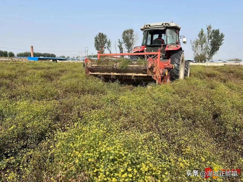 深州农业致富项目,特色种植药材