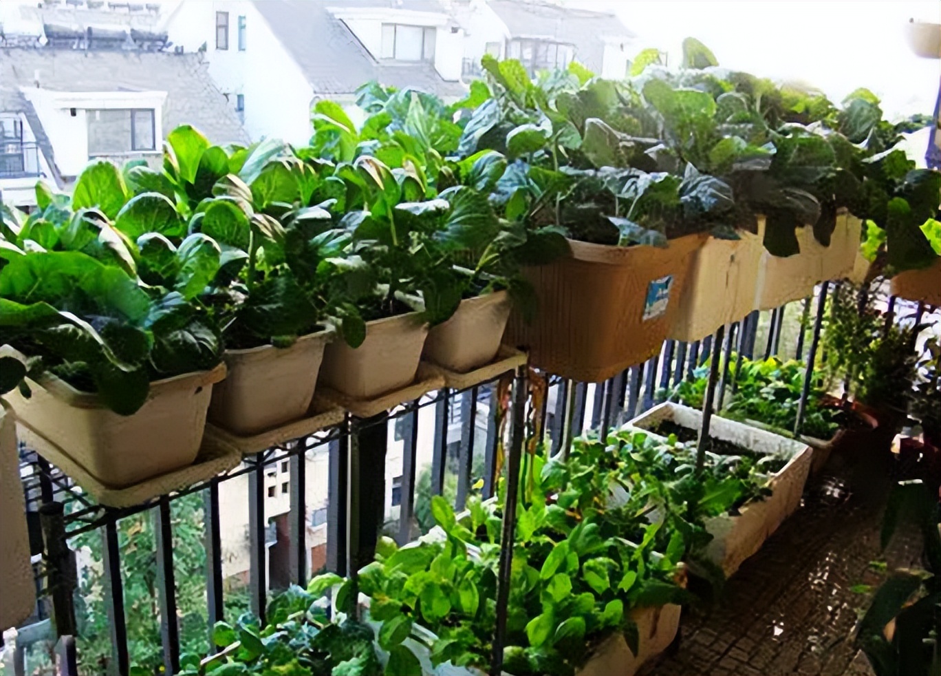 阳台如何种植蔬菜养花,阳台可以种植哪些蔬菜花卉