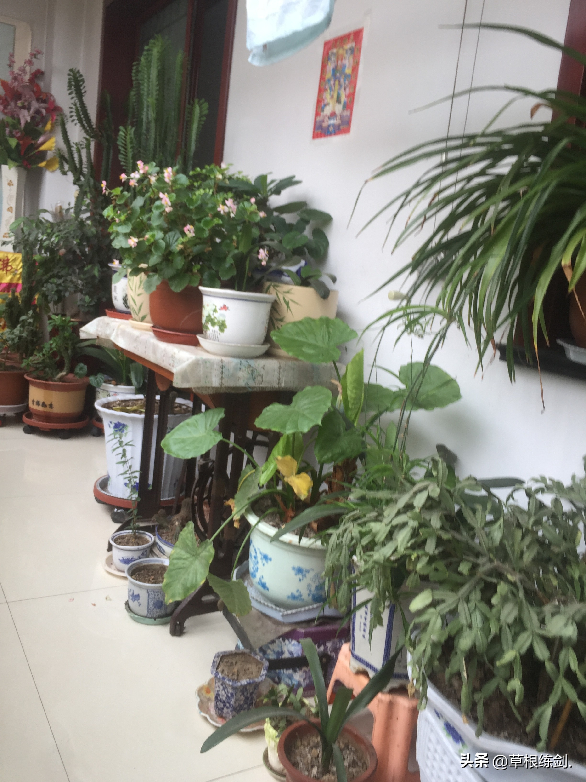 网易新浪头条及部分网络平台对纪实自传体回忆录《草根春秋》评论