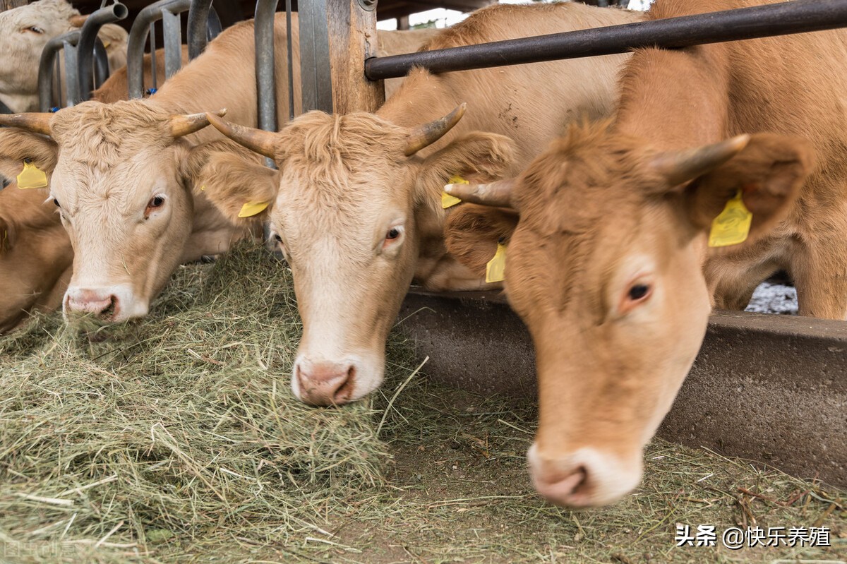 牛反反复复不吃是怎么回事,牛突然不吃草病了怎么办