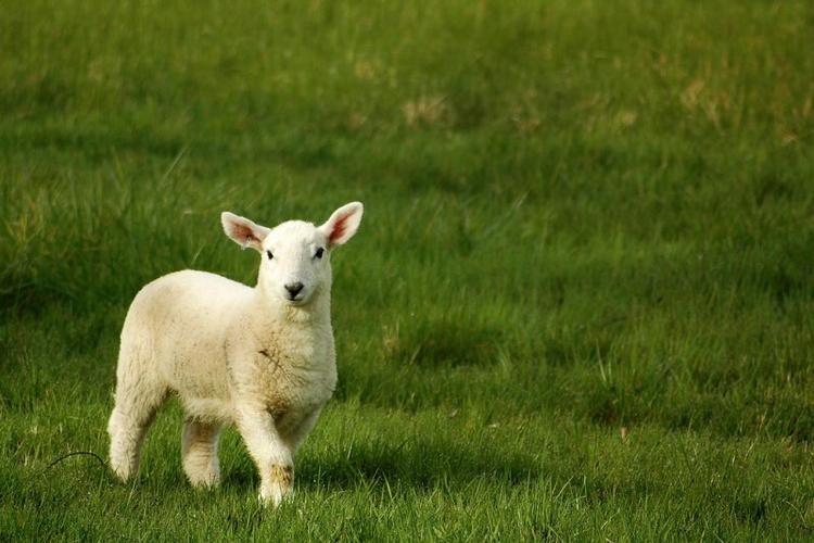 羊口吐白沫什么原因引起,羊口流白沫得了什么病